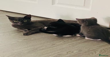 Mixed Breed cats - Advert 9
