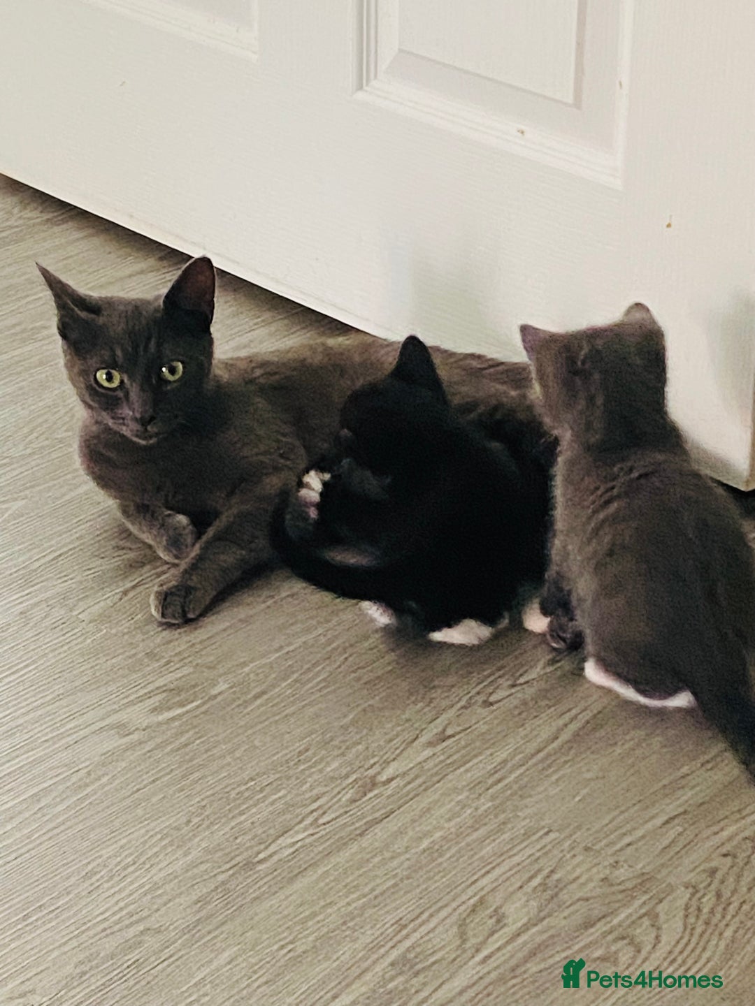 Mixed Breed cats for sale: British blue/Russian blue cross - Image 2