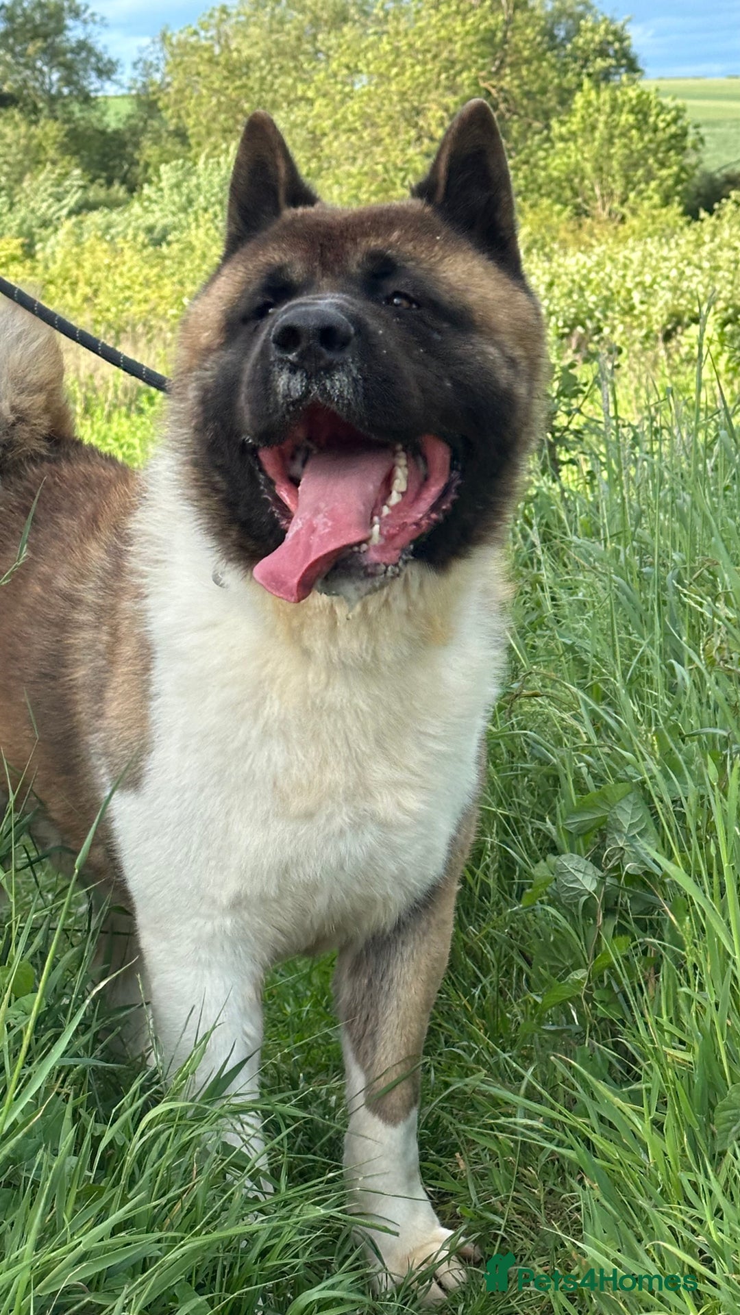 Akita dogs for sale: Akita Pups.  - Advert 8