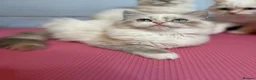 Perdoll cats for sale: ⭐️Ready Now  kittens  - Advert 4