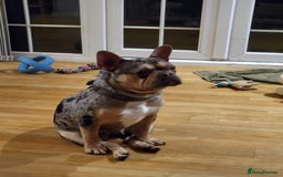 French Bulldog dogs for sale: French bulldog  - Image 1