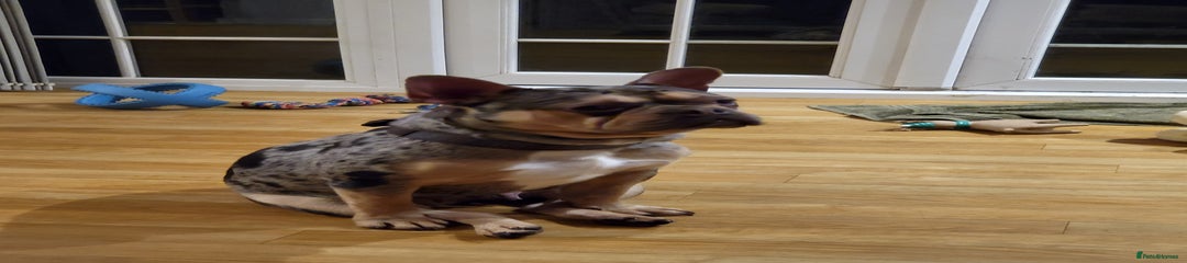 French Bulldog 