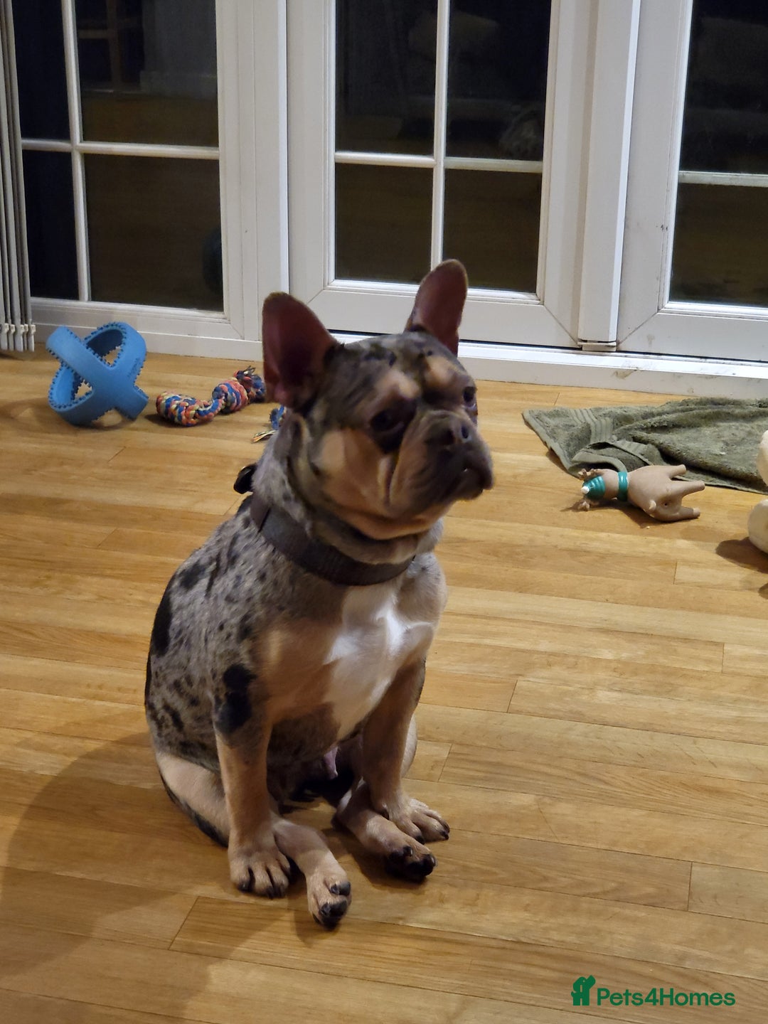 French Bulldog dogs for sale: French bulldog  - Image 1