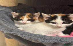 Maine Coon cats for sale: Ready to Go- Beautiful Maincoon x kittens  - Image 1