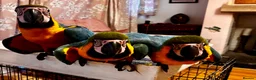 Macaws birds for sale: Baby Blue And Gold Macaws - Advert 4