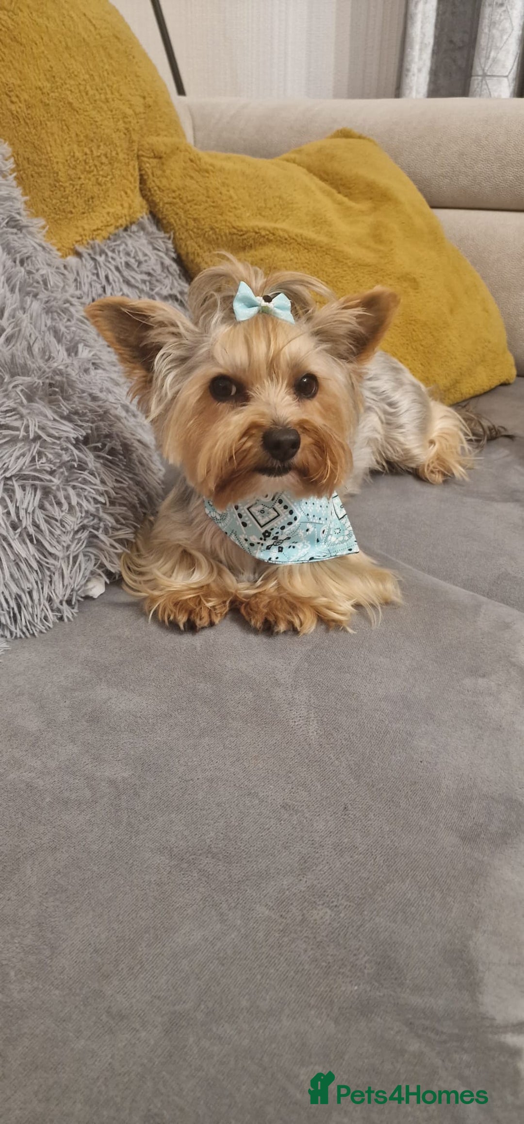 Yorkshire Terrier dogs for sale: Tiny miniature Yorkshire terriers - Advert 14