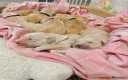 Golden Retriever dogs for sale: 🤍🧸 KC Pure Pedigree Home Raised GR Puppies - Image 3