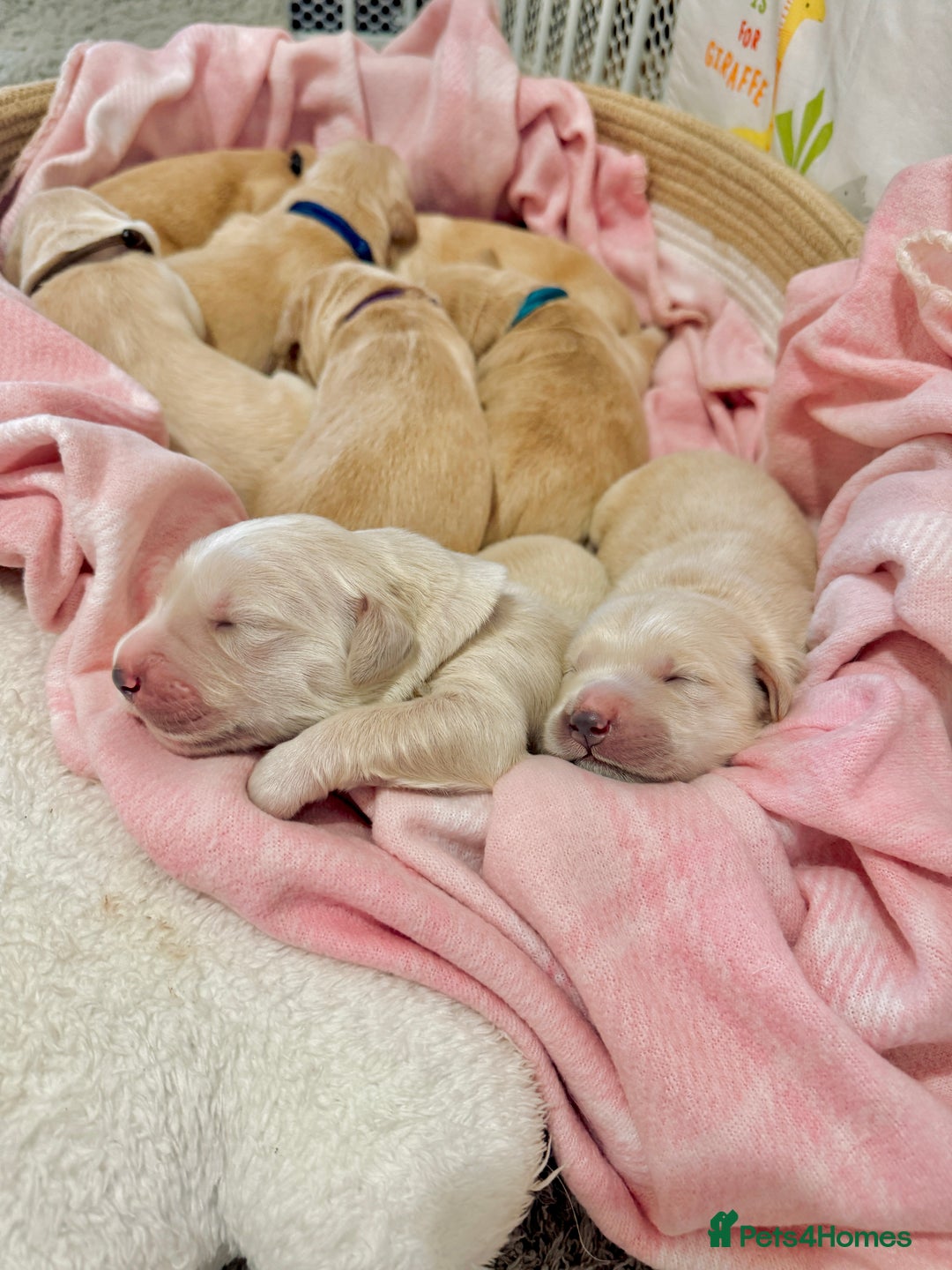 Golden Retriever dogs for sale: 🤍🧸 KC Pure Pedigree Home Raised GR Puppies - Image 3