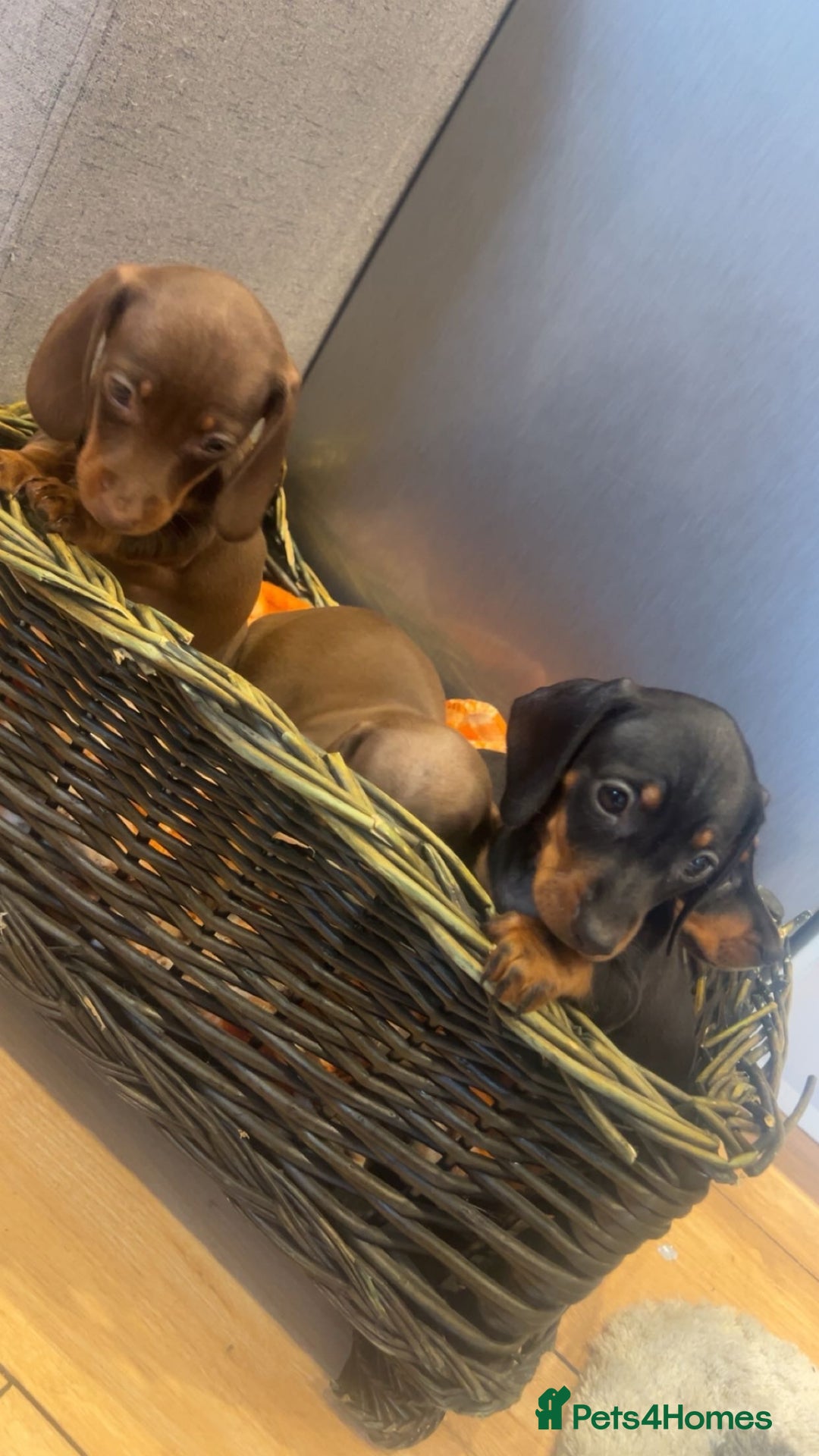 Miniature Dachshund dogs for sale: Minatures dachounds - Advert 9