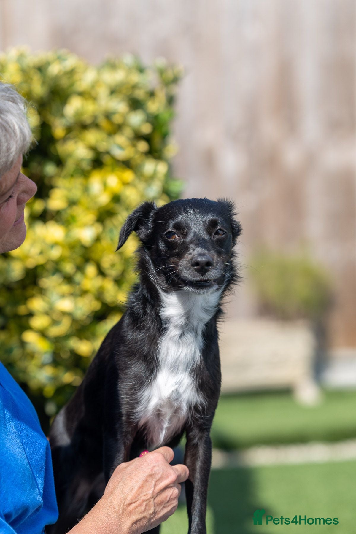Mixed Breed dogs Cat friendly Remy - Advert 1