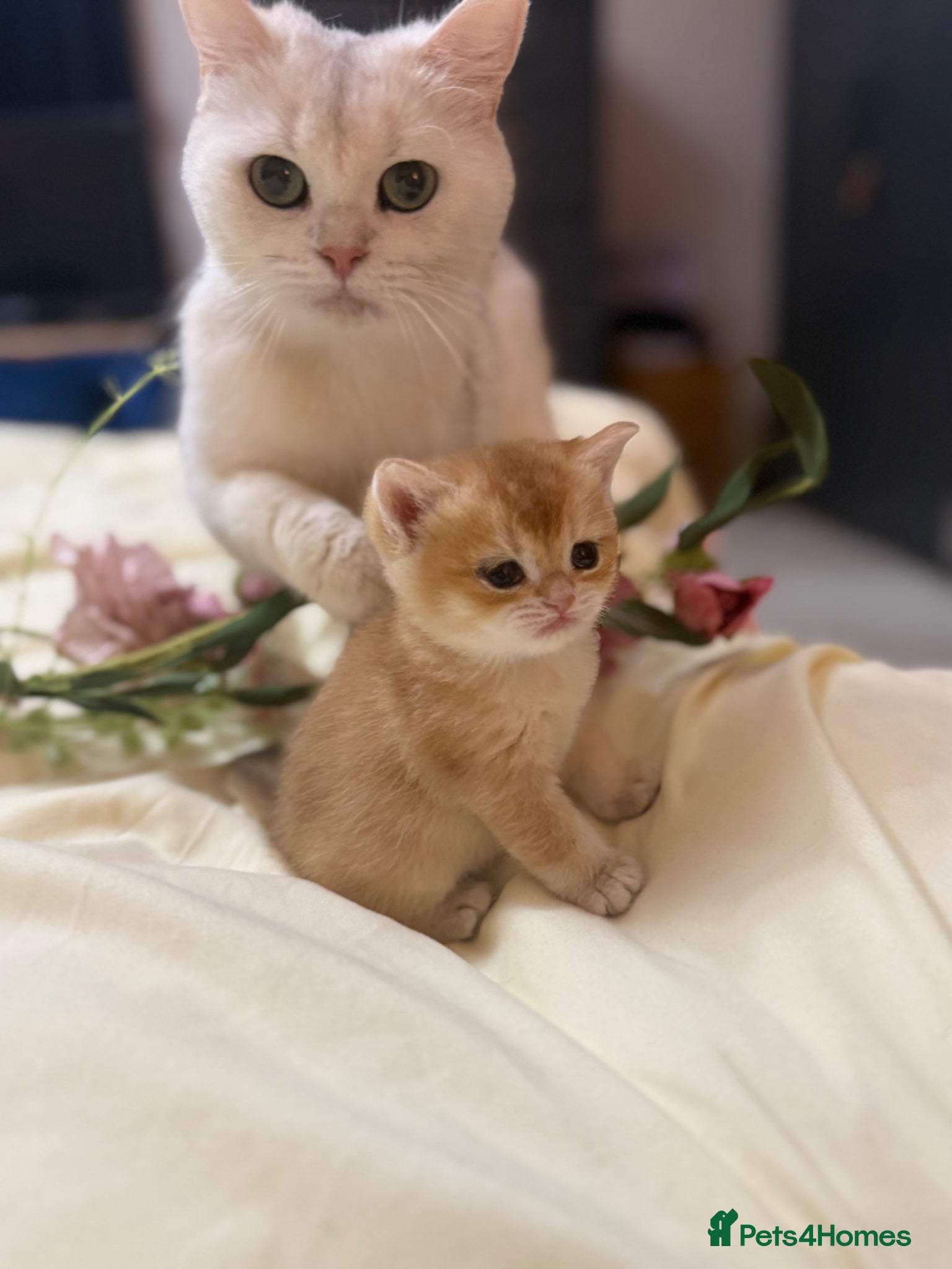 British Shorthair cats Beautiful British Shorthair Kittens  - Advert 4