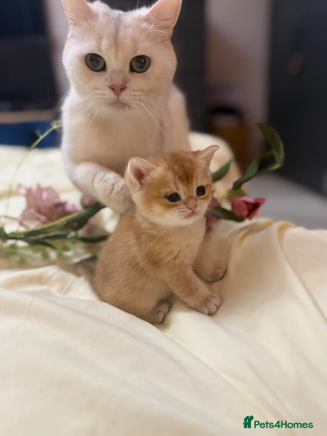 British Shorthair cats for sale: Beautiful British Shorthair Kittens  - Advert 1