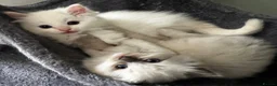 Ragdoll cats for sale: Beautiful Pedigree Ragdoll Kittens  - Advert 6