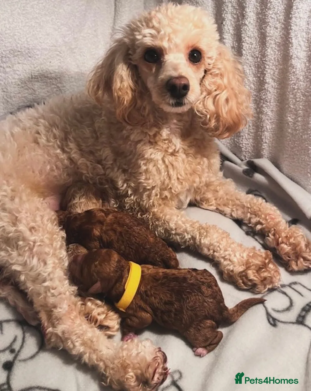 Cavapoo dogs for sale: Roll the cavapoo - Advert 16