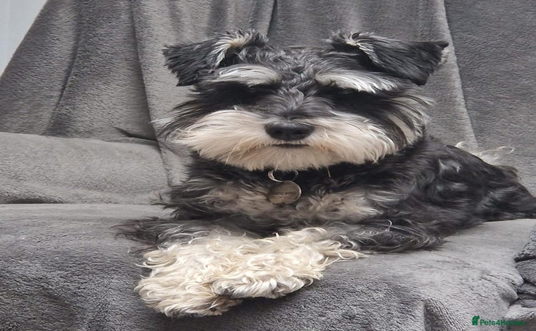 Miniature Schnauzer dogs - Advert 2