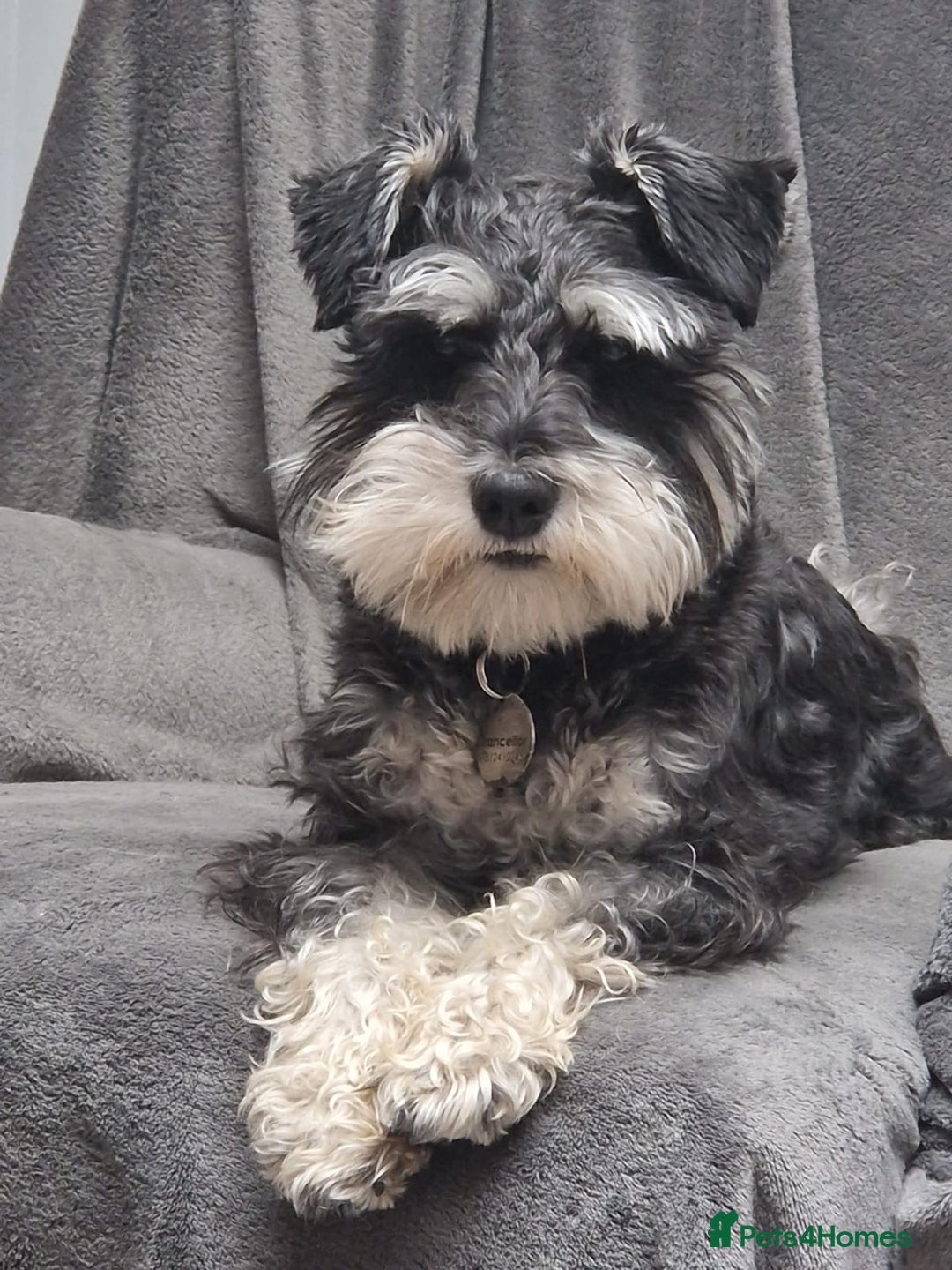 Miniature Schnauzer dogs for sale:  🌟 Adorable Miniature Schnauzer Puppies  - Image 1