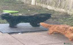 Chipoo dogs for sale: Chipoo for sale - Image 1