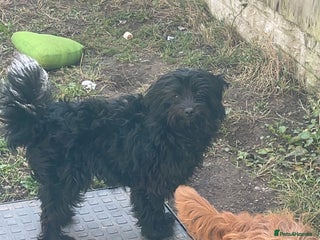 Chipoo dogs - Advert 5