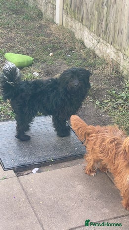 Chipoo dogs - Advert 1
