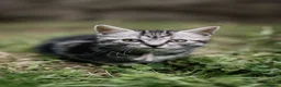 Mixed Breed cats for sale: LAST 2: British shorthair kittens - Advert 14