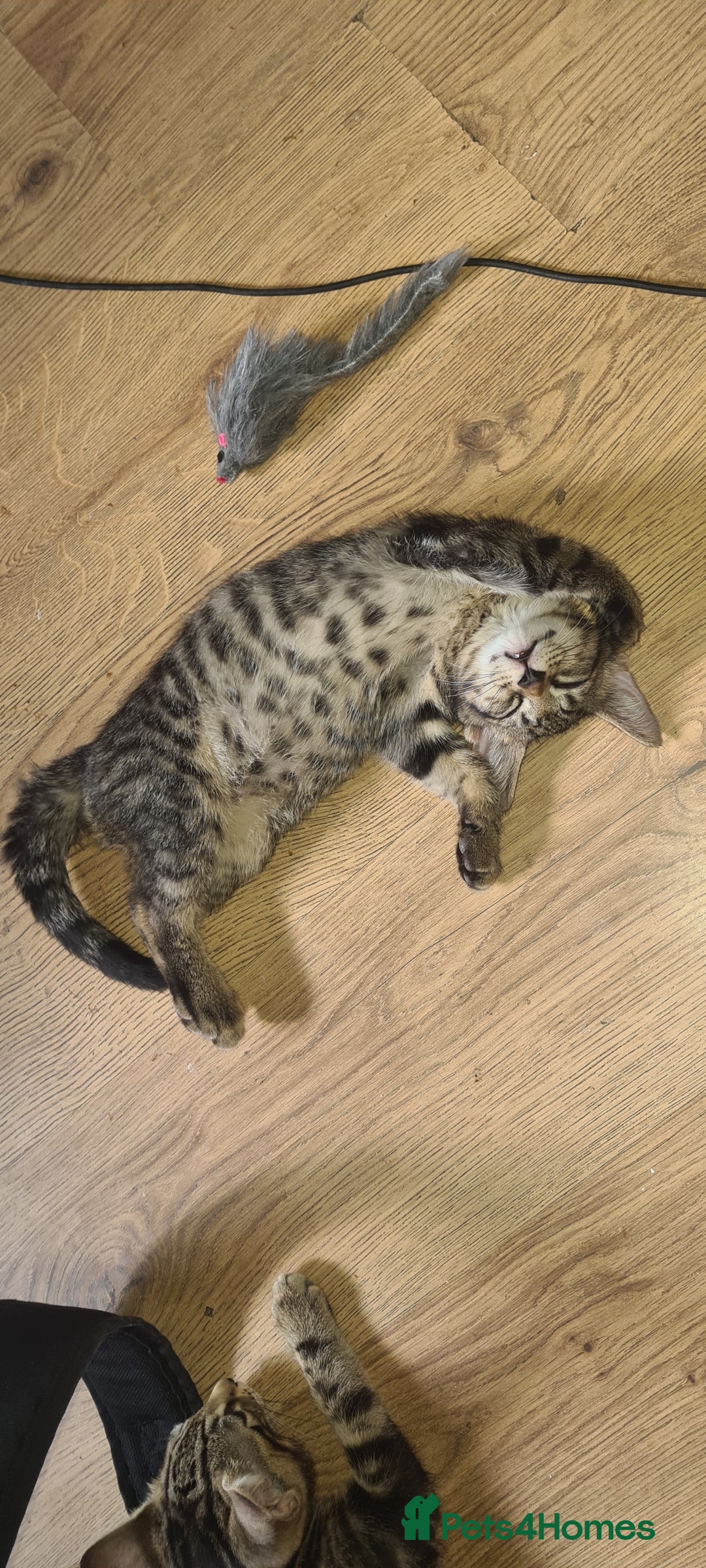 Bengal cats for sale: Mixed bengal kittens   - Image 4
