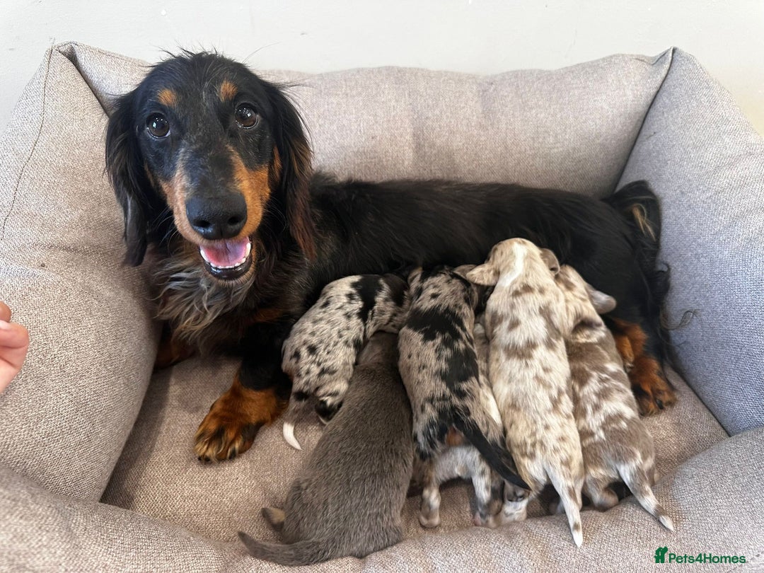 Miniature Dachshund dogs for sale: Miniature Dachshund Puppies  - Image 16
