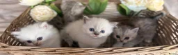 Mixed Breed cats for sale: Persian x bsh kittens  - Advert 9