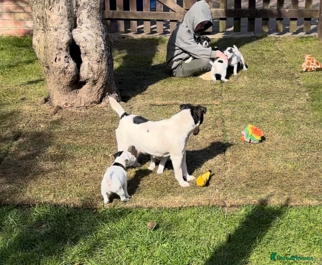 Jack Russell dogs for sale: Beautiful Jack Russell bitch pups in Birmingham - Advert 2