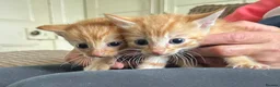 Mixed Breed cats for sale: Gorgeous kittens - Advert 2
