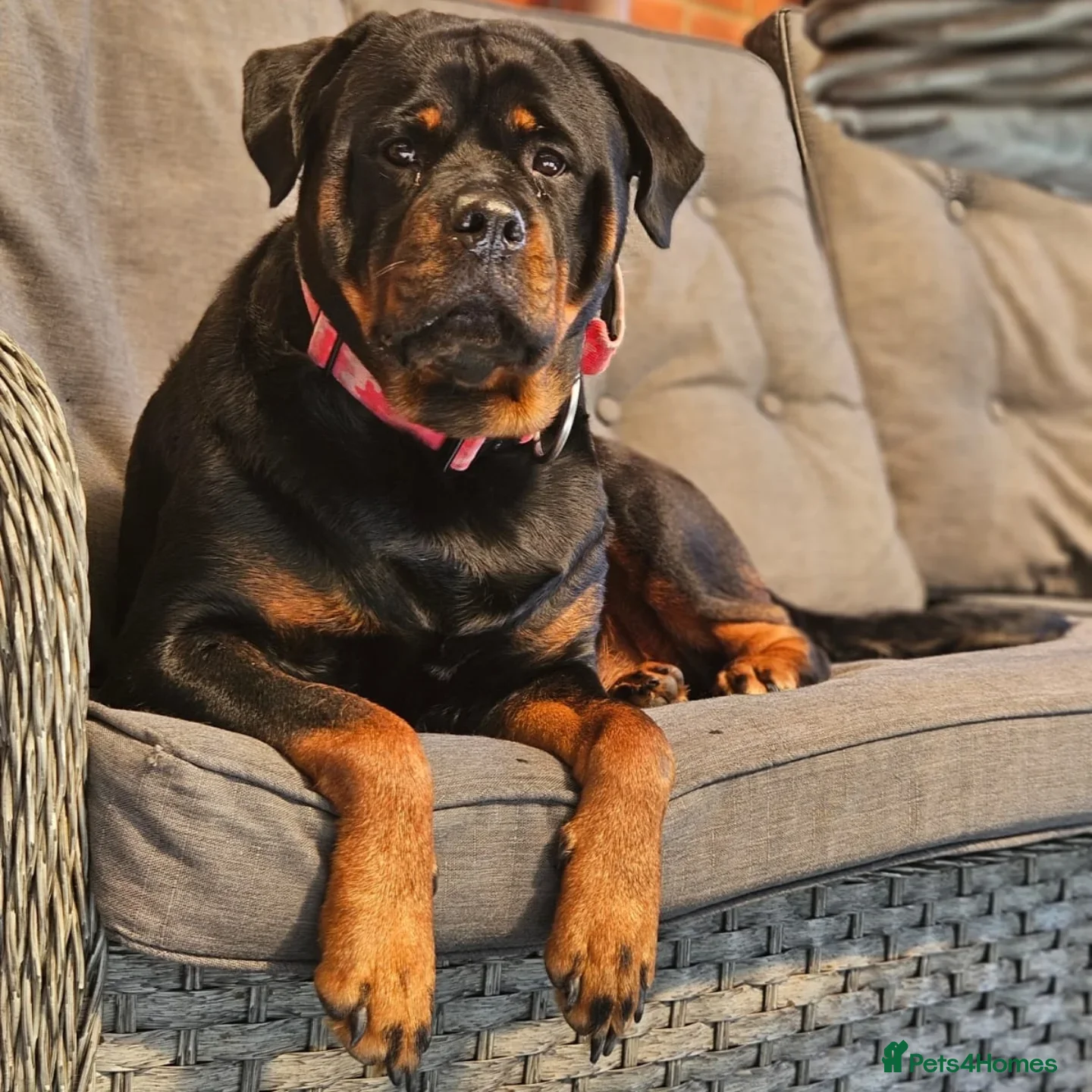 Rottweiler dogs Stunning KC REGISTERED chunky rottweiler  - Advert 1