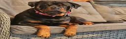 Rottweiler dogs for sale: Stunning KC REGISTERED chunky rottweiler  - Advert 1