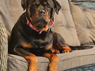 Rottweiler dogs Stunning KC REGISTERED chunky rottweiler - Advert 1