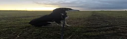 Lurcher dogs for sale: Pure breed lurcher puppies - Advert 1