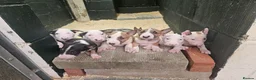 English Bull Terrier dogs for sale: English bullterrier pups for sale - Advert 1