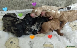 Cockapoo dogs for sale: Stunning Unique Cockapoo Puppies - Image 1