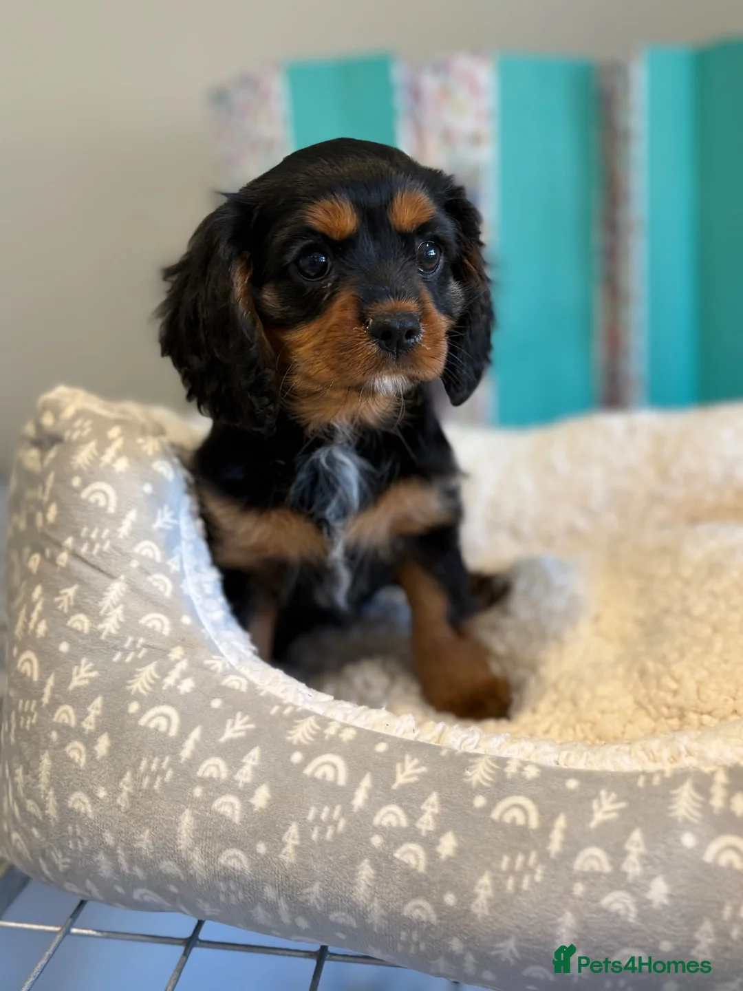 Cavalier King Charles Spaniel dogs for sale: READY TO GO NEW HOMES Kc & health tested puppies - Advert 1