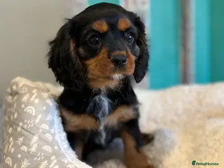 Cavalier King Charles Spaniel dogs READY TO GO NEW HOMES Kc & health tested puppies - Advert 6