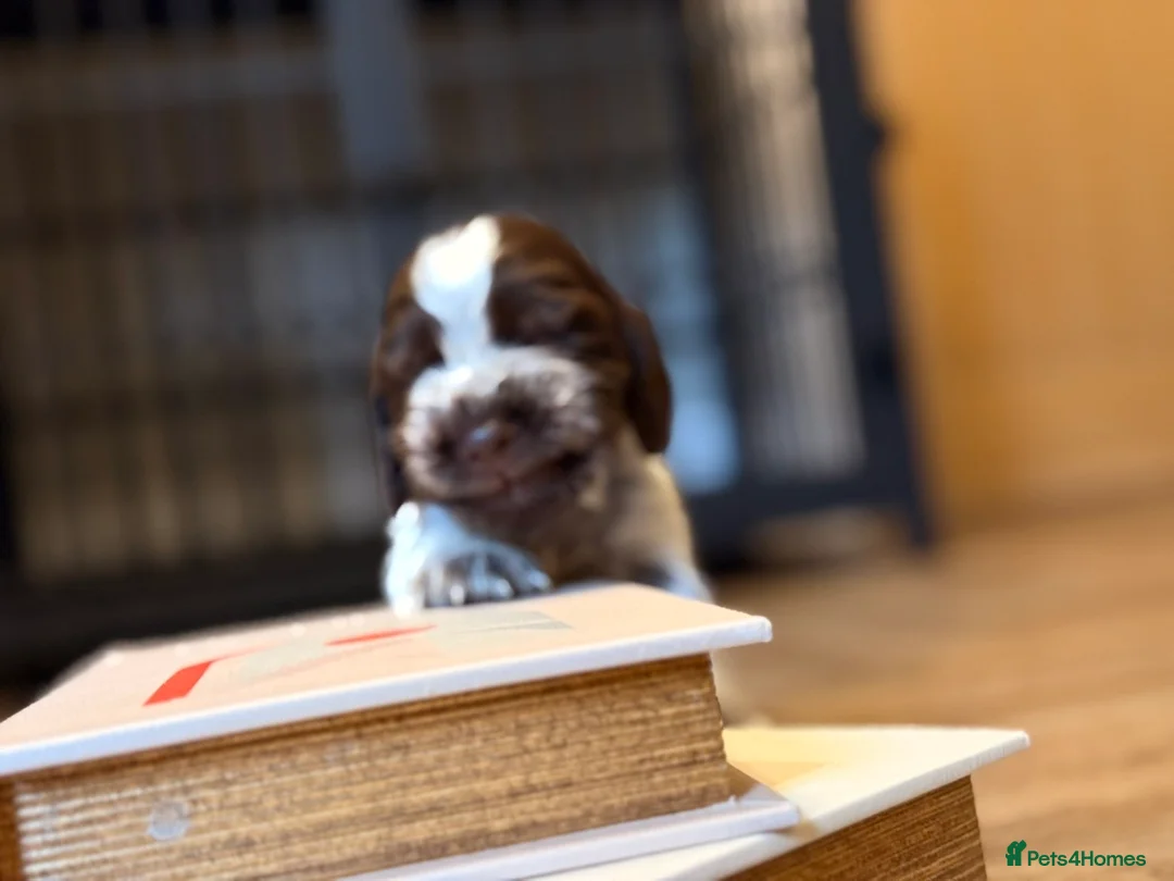 Cocker Spaniel dogs for sale: Show type cocker spaniels  - Advert 30