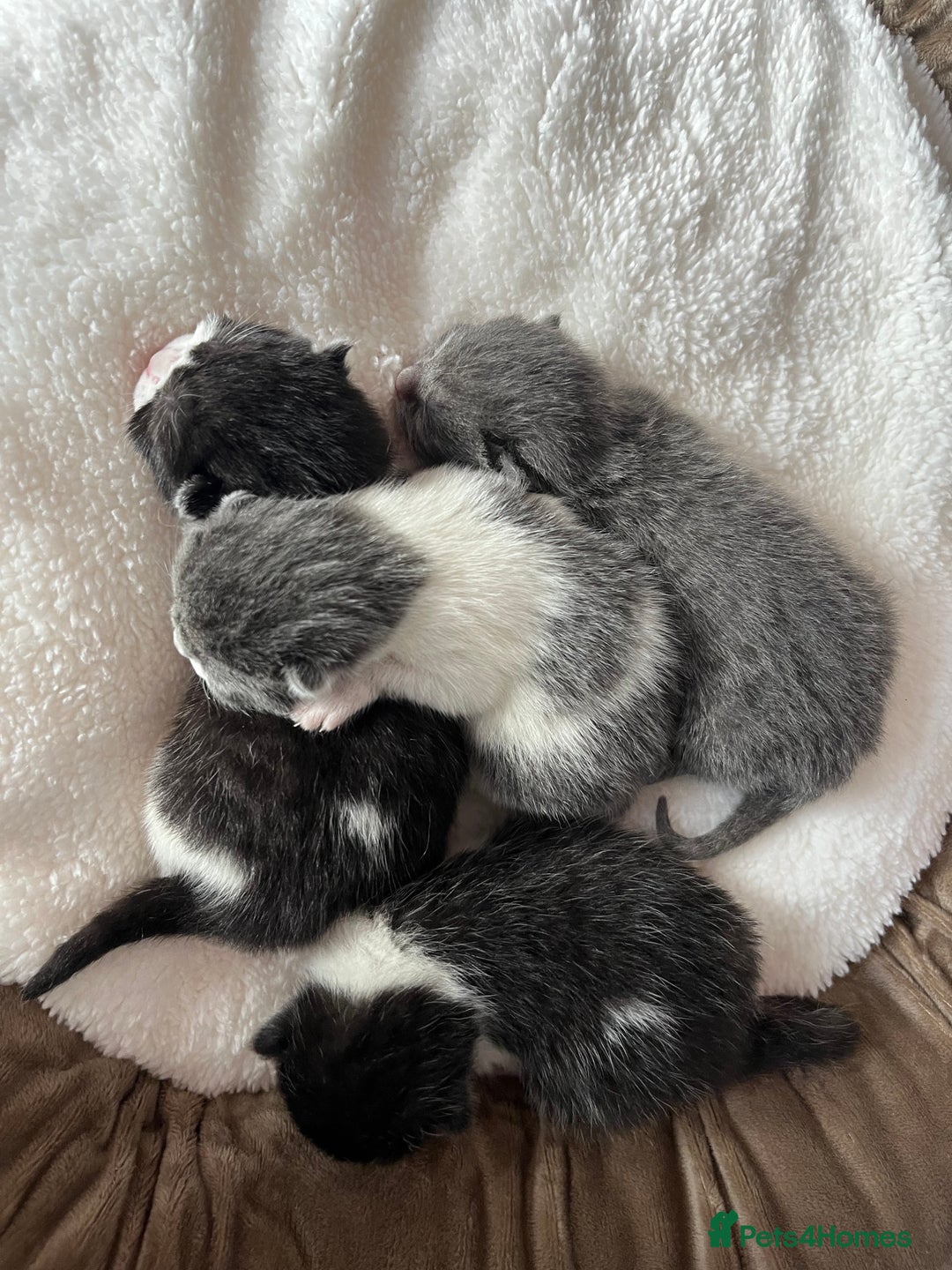 British Shorthair cats for sale: 3 British shorthair kittens  - Image 3