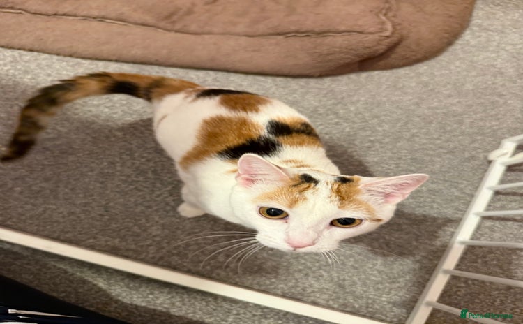 Mixed Breed cats - Advert 12