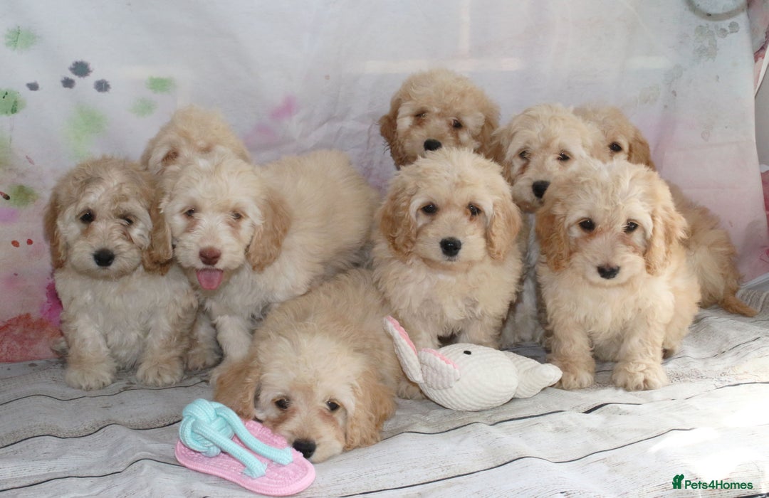 Cockapoo dogs for sale: Most Beautiful Cockerpoo s - Image 15