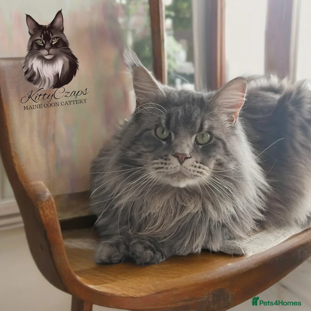 Maine Coon cats for stud: 🔥Beautiful stud Maine Coon ❤️ in Northampton - Advert 6