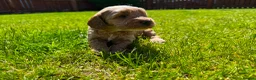 Cockapoo dogs for sale: Toy cockapoo puppies (golden) (tri) super cute - Advert 23