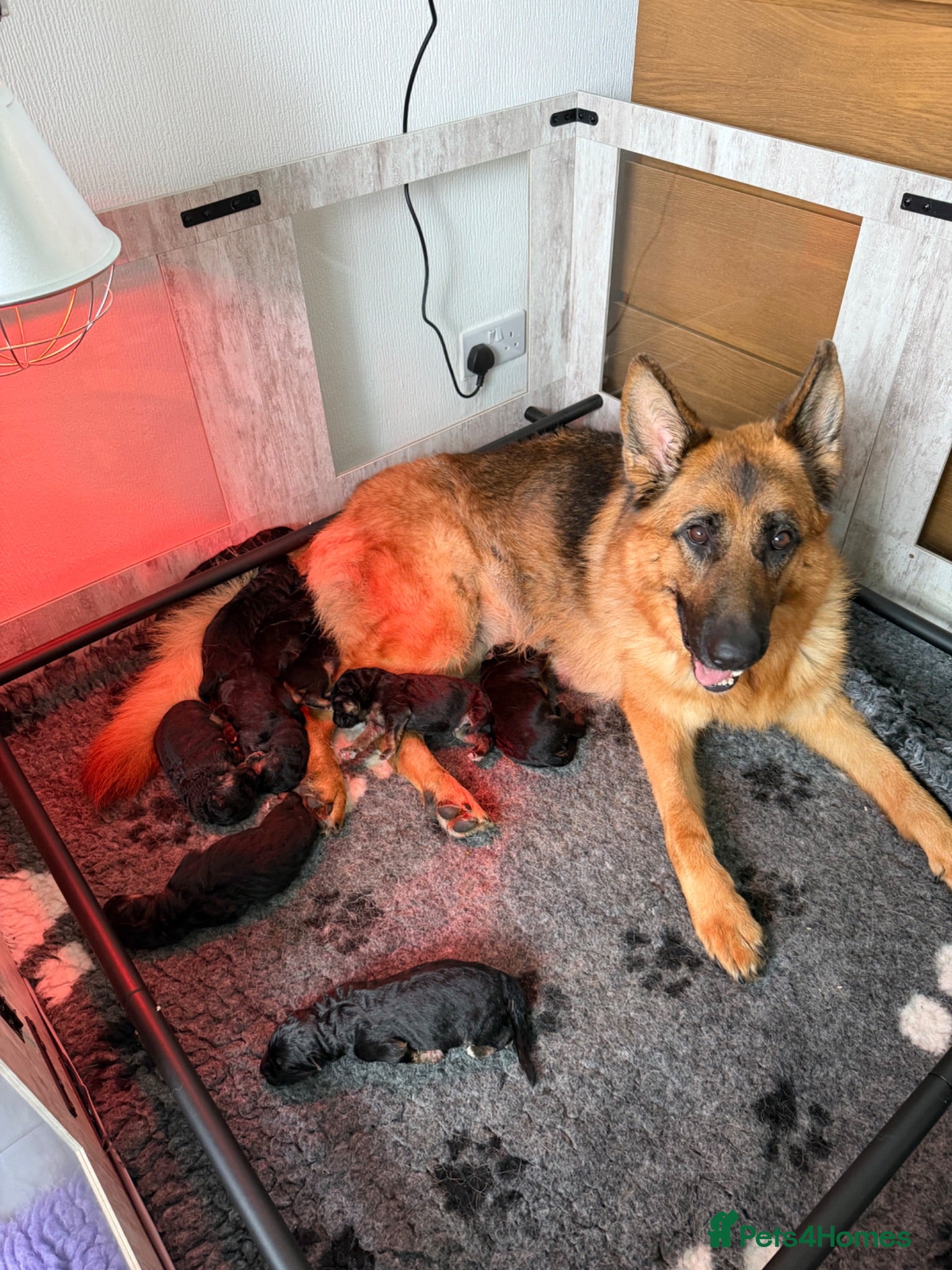 German Shepherd dogs German Shepard Super Litter! - Advert 9