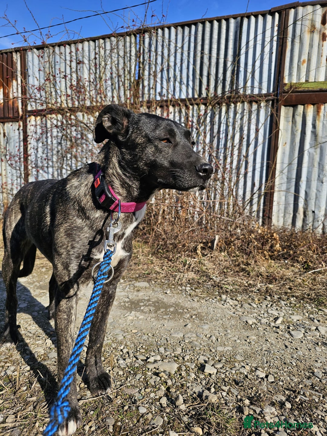 Mixed Breed dogs for adoption: A Beautiful and Gentle Girl - for a Loving Home - Image 30