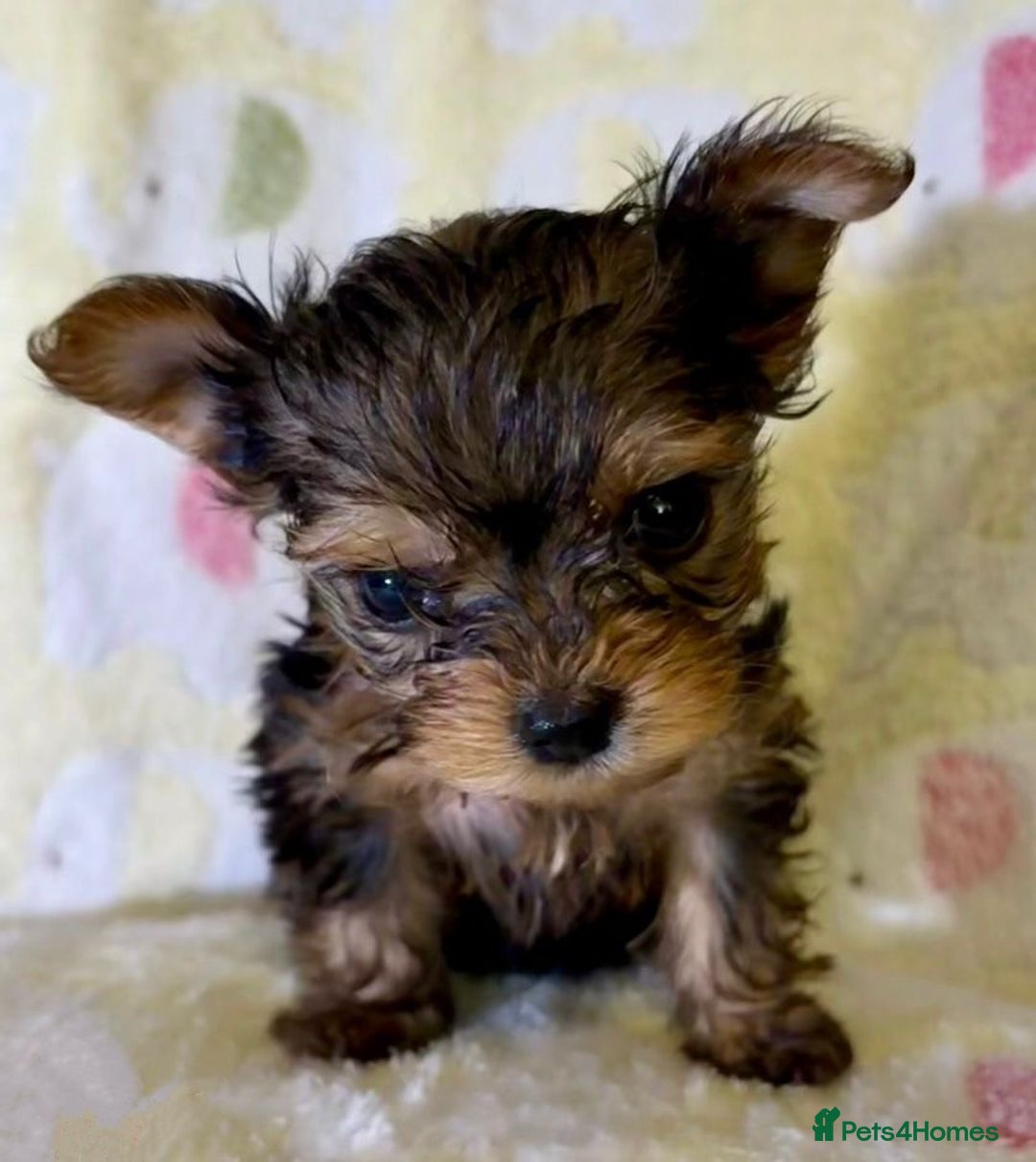 Yorkshire Terrier dogs for sale: Toy Yorkshire Terrier Puppies - Image 4