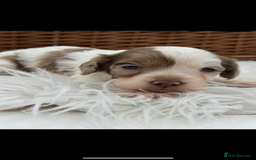 Cavapoo dogs for sale: Mini F1 Cavapoos Exstensively Health Testec  - Image 8