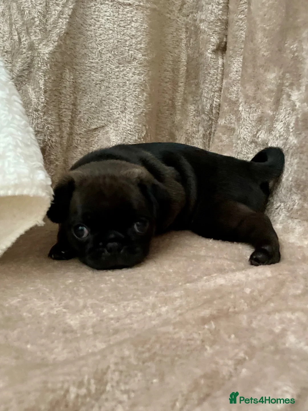 Pug dogs for sale: Six Happy & Healthy KC Pedigree Pugs - Advert 1
