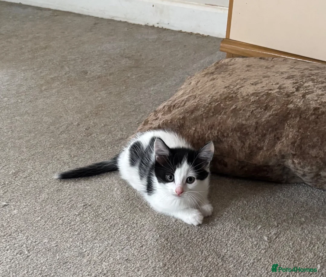 Mixed Breed cats for sale: Adorable bundles of mischief and joy in Tiverton - Advert 2