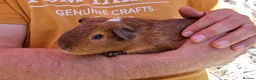 Guinea Pig rodents for sale: California x male 6m ip3 - Advert 9